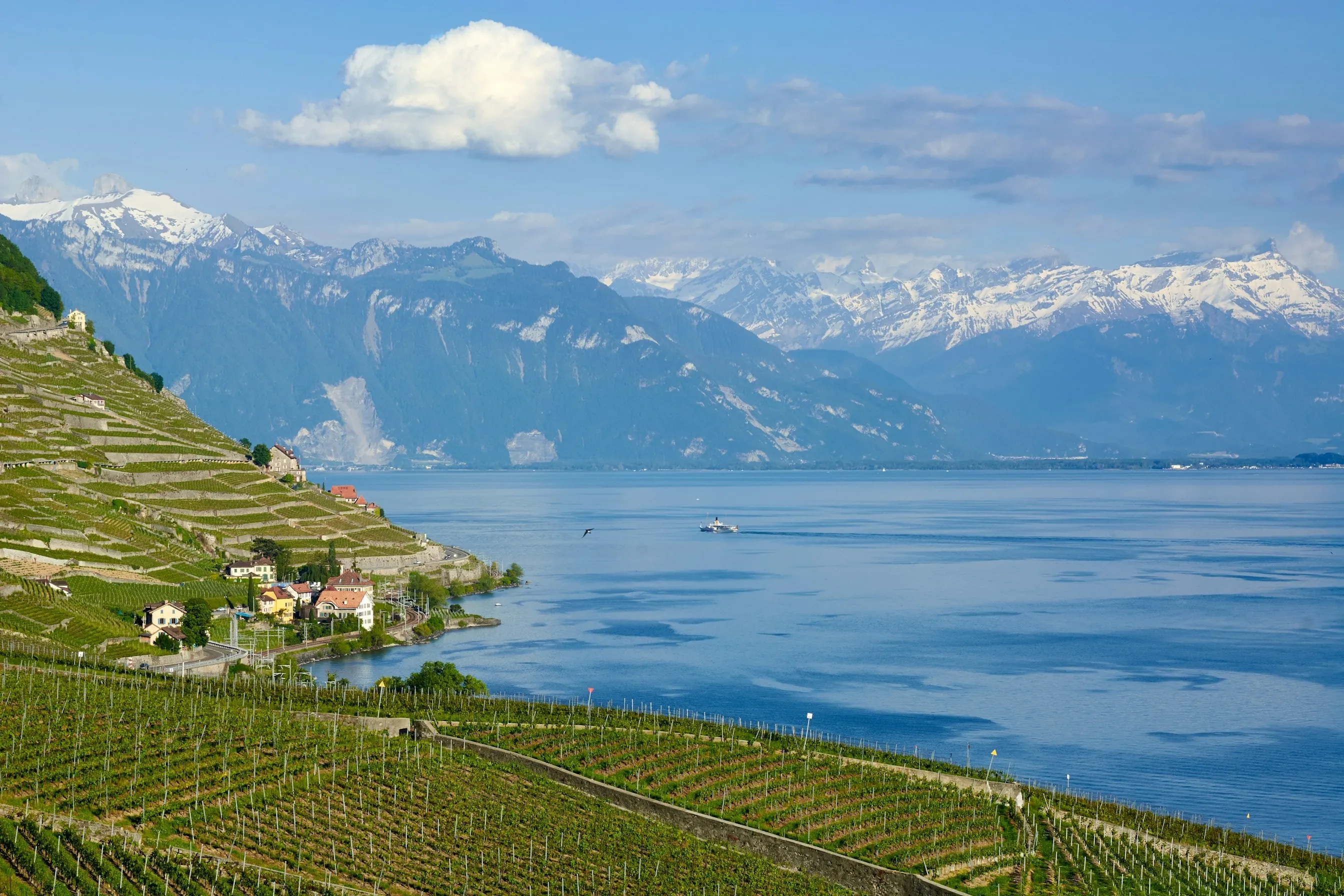 Die Weinterrassen des Lavaux fallen steil zum Genfersee ab, dahinter die verschneiten Alpen